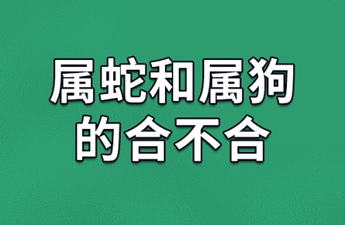 属狗和属蛇的合不合