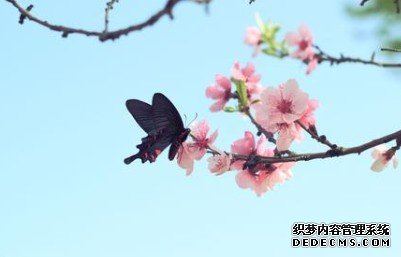 谁是你的桃花害虫